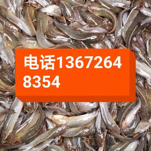 新兴县三黄塘鲺 塘虱苗，塘角鱼