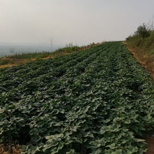 安丘市烟薯25 3两以下 红皮