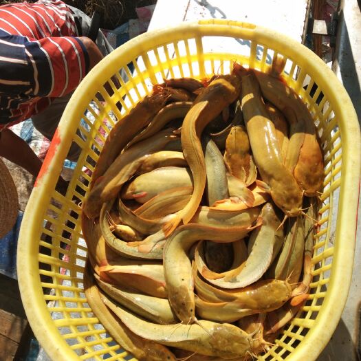 湛江 杂交快大塘鲺品种