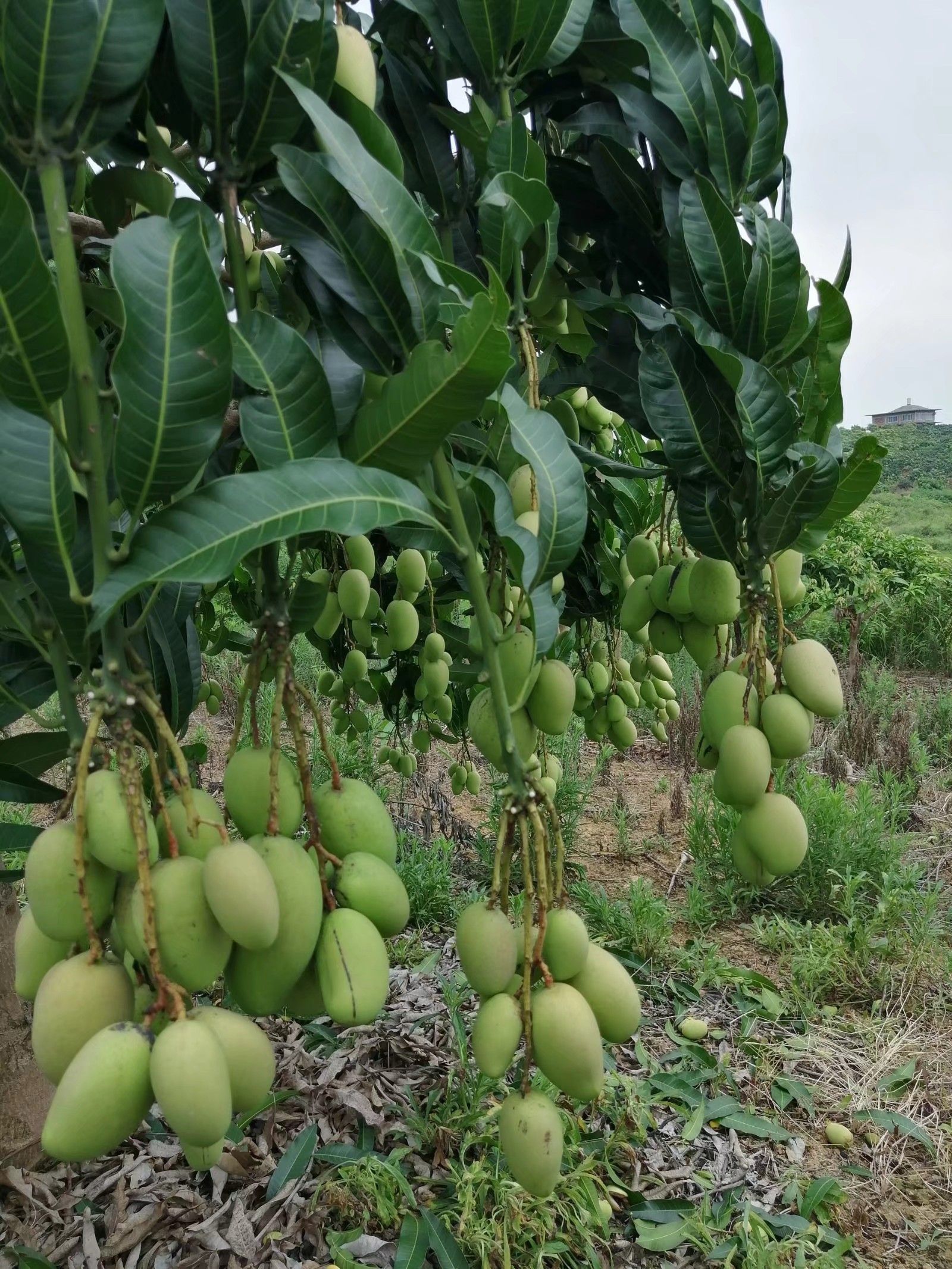 芒果苗台农芒果苗 台农一号芒果苗杯苗包邮芒果嫁接苗