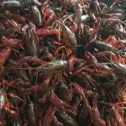 潜江市 湖北潜江小龙虾