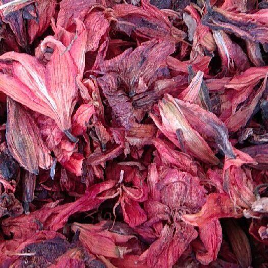 亳州 百合花茶