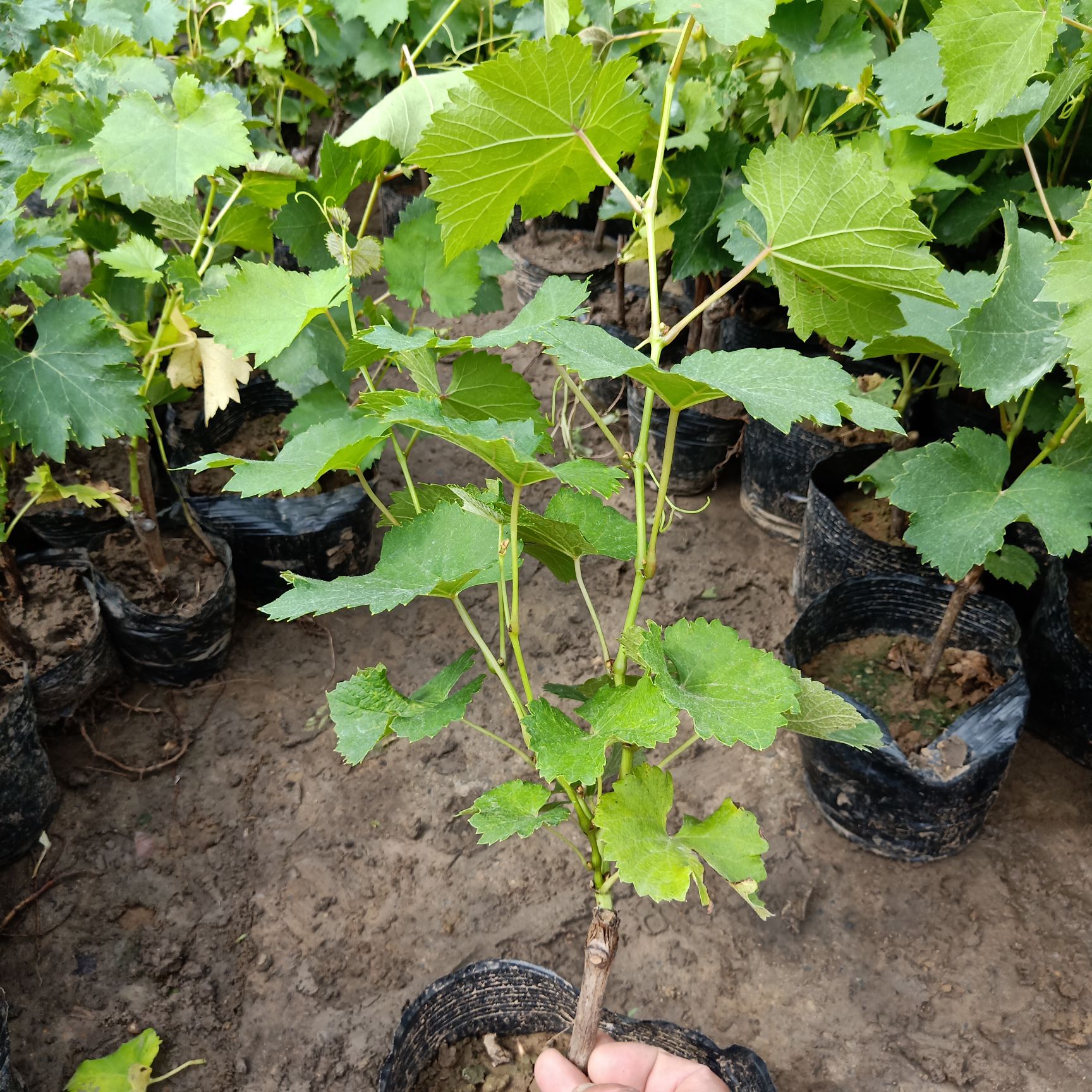 夏黑葡萄苗葡萄树苗地栽爬藤南方北方种植品种巨峰夏黑玫瑰香阳光玫瑰