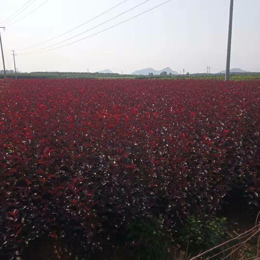 遵化市紫葉稠李苗 大量出售，紫葉矮櫻