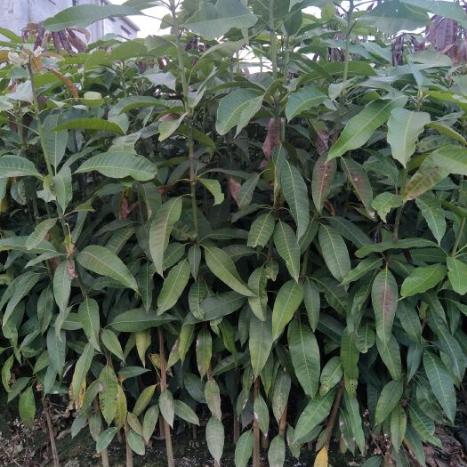 灵山县 芒果苗 芒果直生苗 芒果实生苗