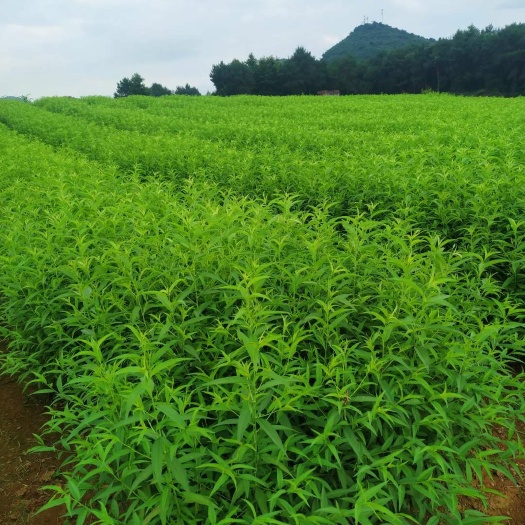 阳朔县毛桃苗 毛桃砧木