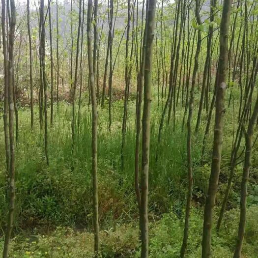 城固县黄连木