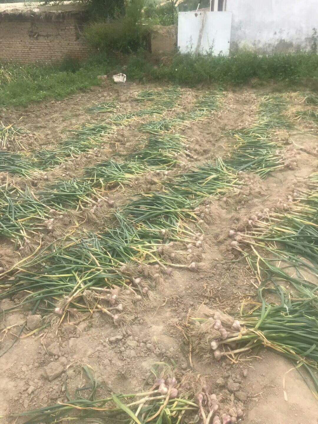  新疆木垒县孙家沟村的红皮大蒜无公害绿色食品