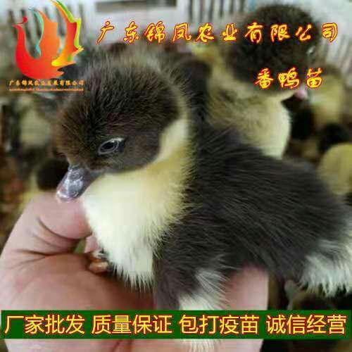 南宁 番鸭苗，品种好，