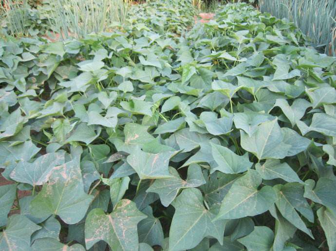 植物生长调节剂农药  甲哌鎓