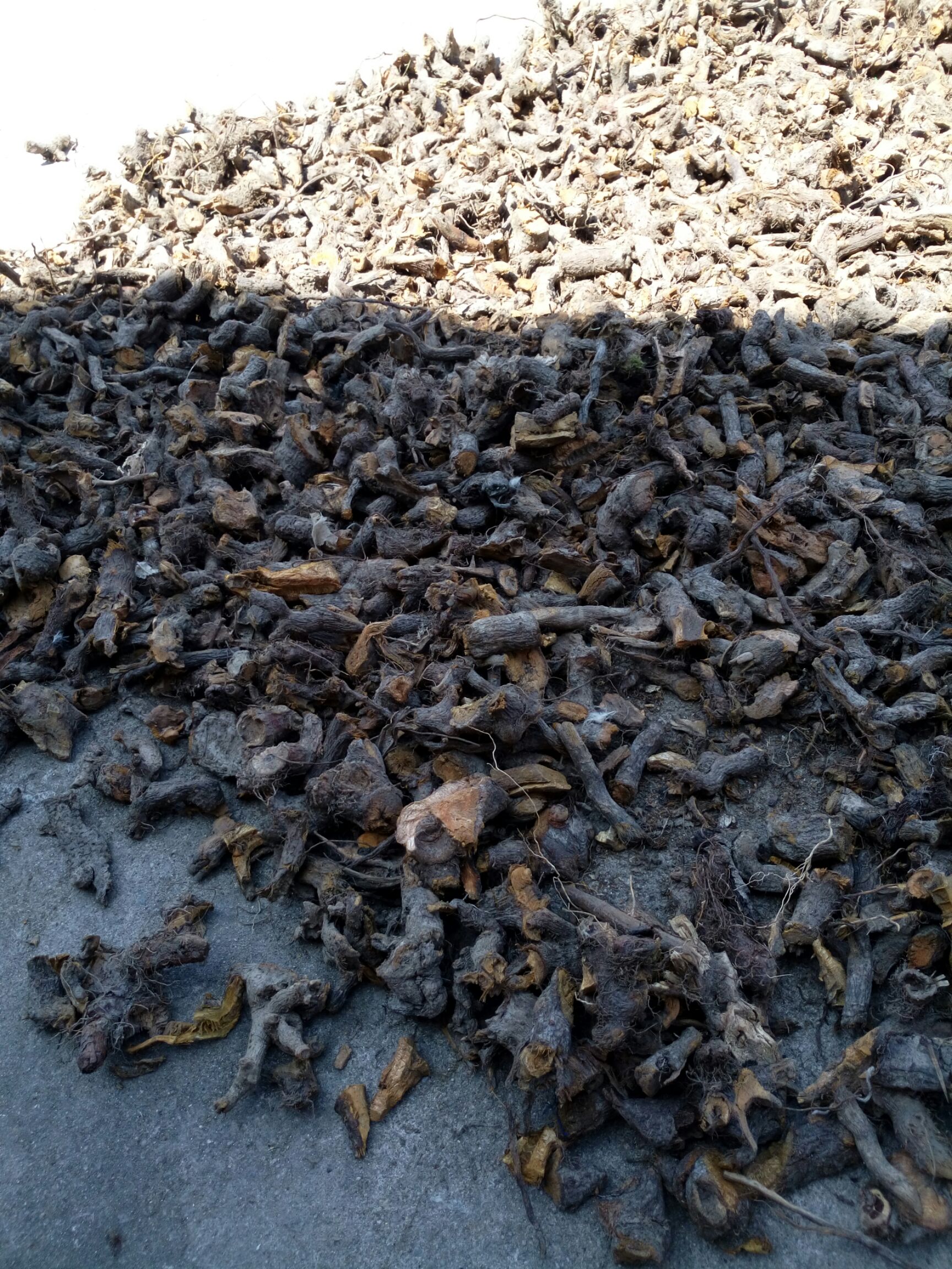 虎杖 大别山中药材虎丈