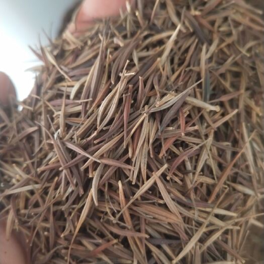 常州硫华菊种子 琉华菊高杆