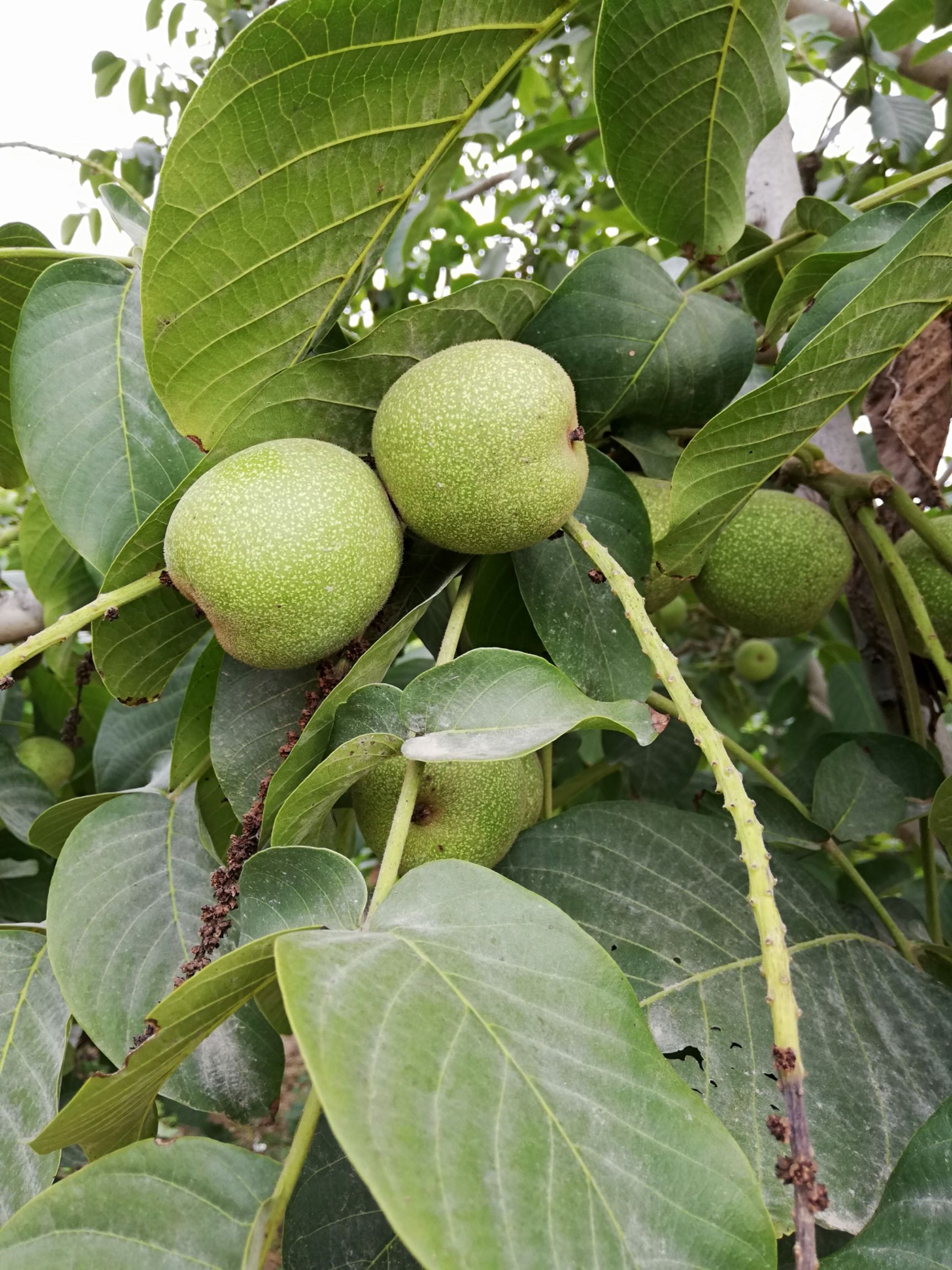 陕西省渭南市临渭区鲜核桃 都来帮帮农民伯伯吧