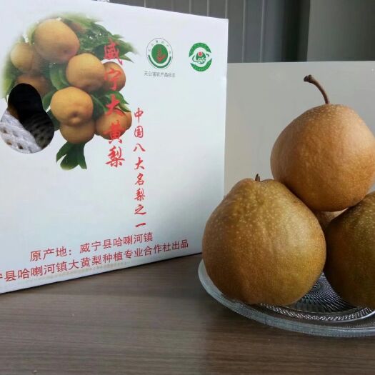 威宁县 哈喇河大黄梨
