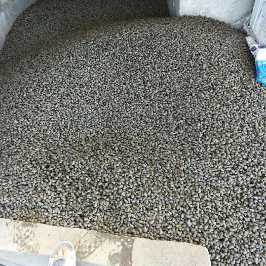 宜兴市螺蛳  新鲜食用螺狮