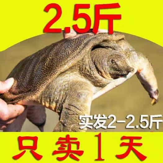 海盐县清溪花鳖  2-2.5斤花背点55元一只