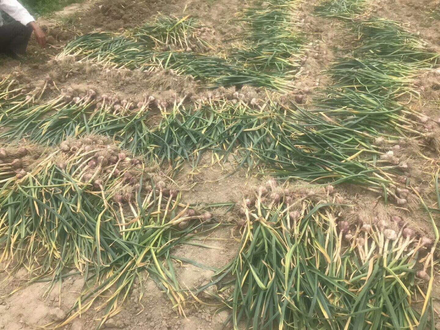  新疆木垒县孙家沟村的红皮大蒜无公害绿色食品