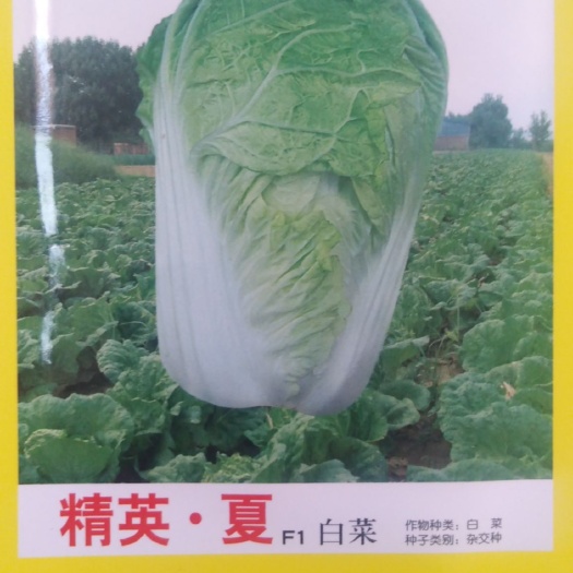 青岛 精英。夏白菜种子