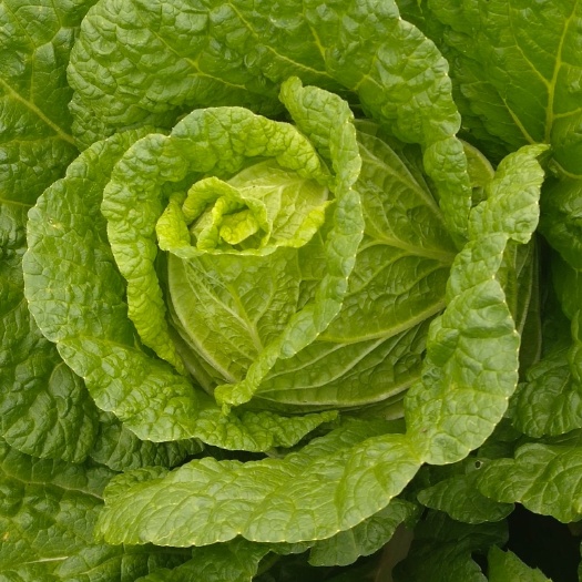 太白县黄心大白菜  太白无公害绿色蔬菜