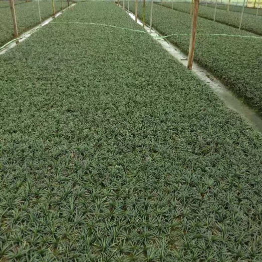 郴州玉龙草 供应马尼拉