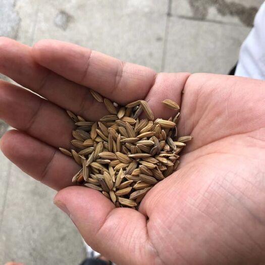 宜丰县 有色有机稻谷