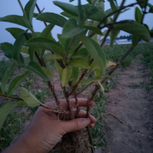 平邑县四季金银花苗  四季树型金银花苗，一年苗当年开花，免费技术指