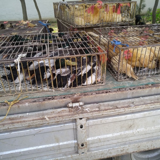 新沂市土鸡 正宗农家散货，