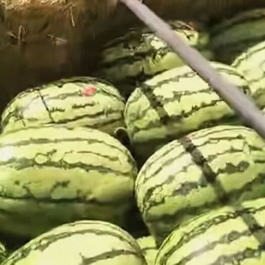 中卫蜜童西瓜 宁夏硒砂瓜