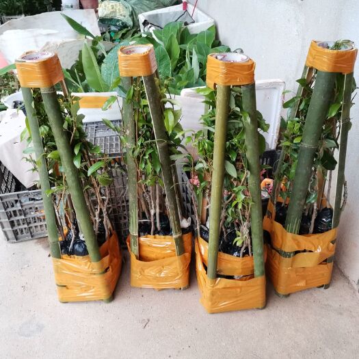 灵山县妃子笑荔枝苗 妃子笑荔枝树苗无核荔枝树苗桂味荔枝树苗量大从优价格优惠
