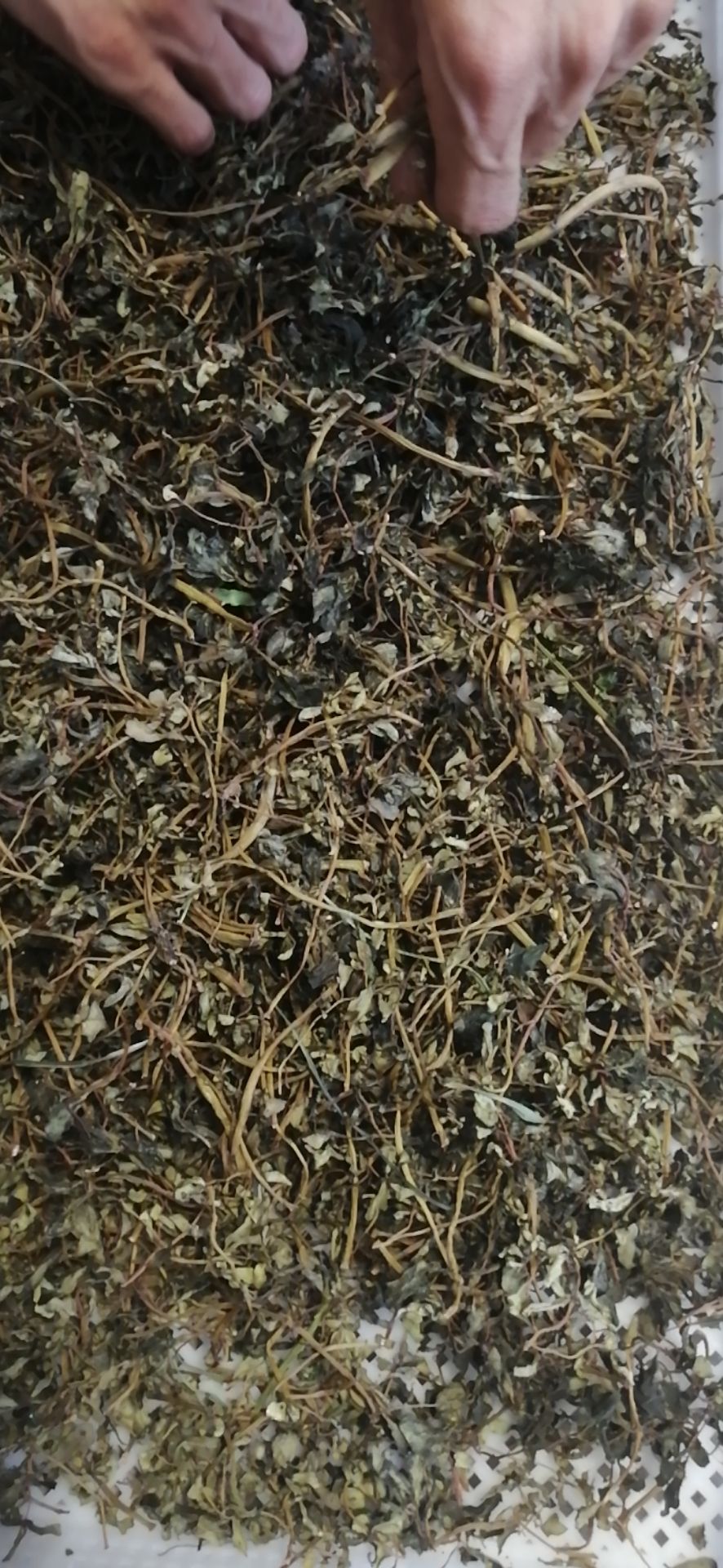 马齿苋干 精选新鲜野生马齿苋，现场加工，无杂质品质上成。适合餐饮药店等