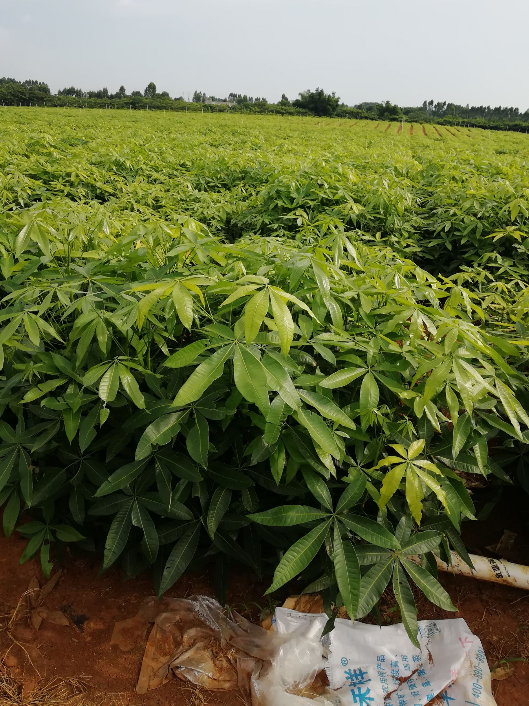 发财树头三公份起