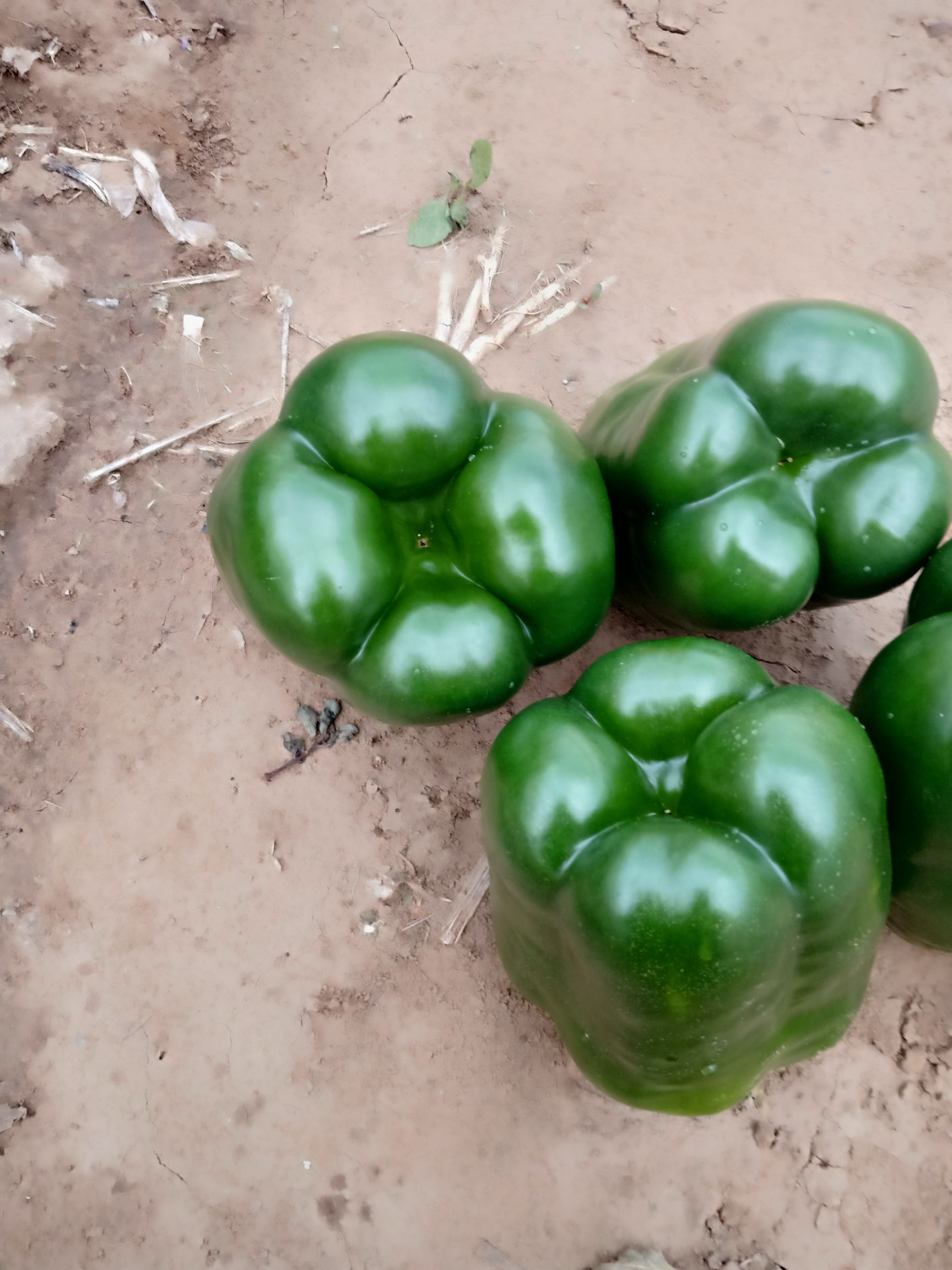 厚皮椒 5~10cm 甜辣 靑色