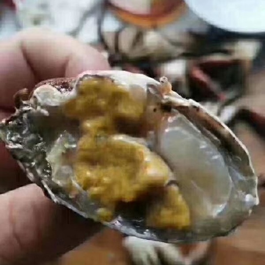 漳浦县青蟹新上市，需要联系下单……