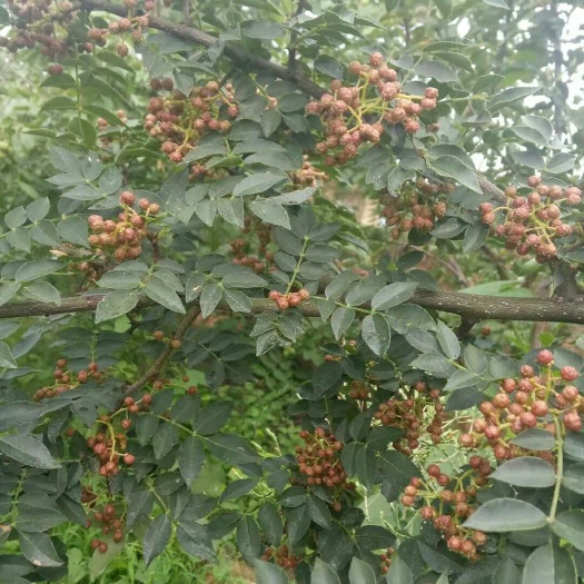 芮城县 山西运城大红袍花椒
