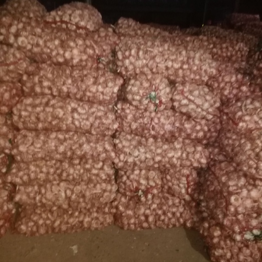 通许县红皮大蒜 高质量，好品质，