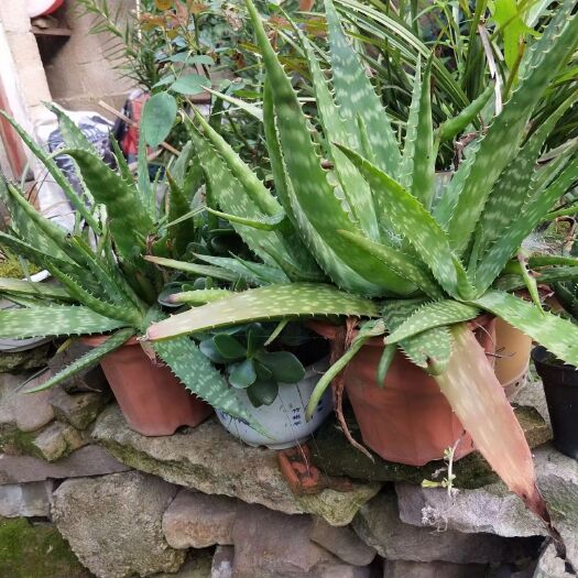 天台县马兰花 兰花