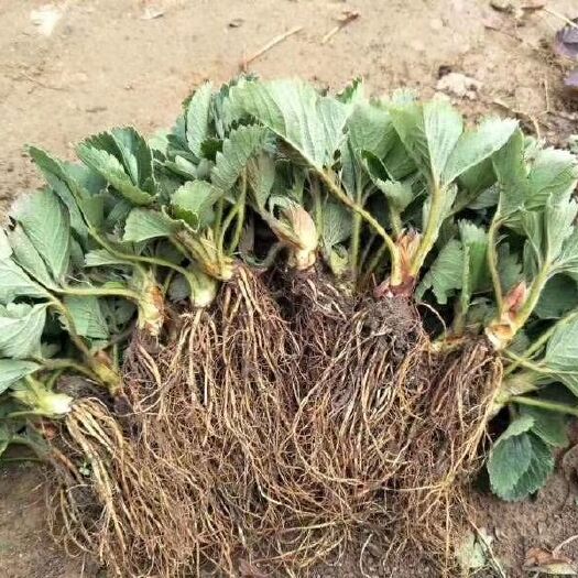 泰安 品种草莓苗批发