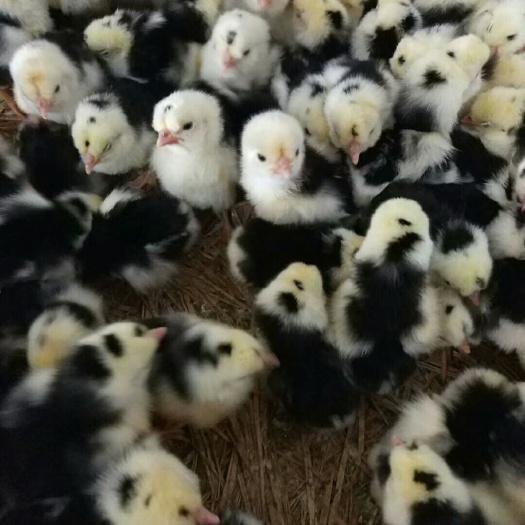 东台市土鸡苗 孵化场直销