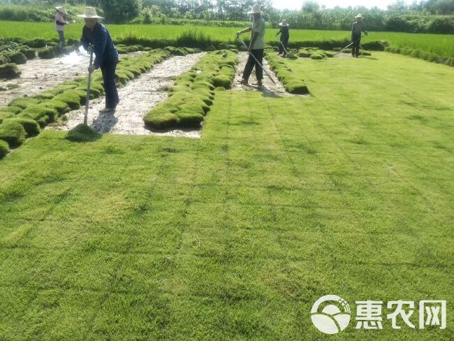 马尼拉草皮  百慕大草，马尼拉草，果岭草，质量好价格低