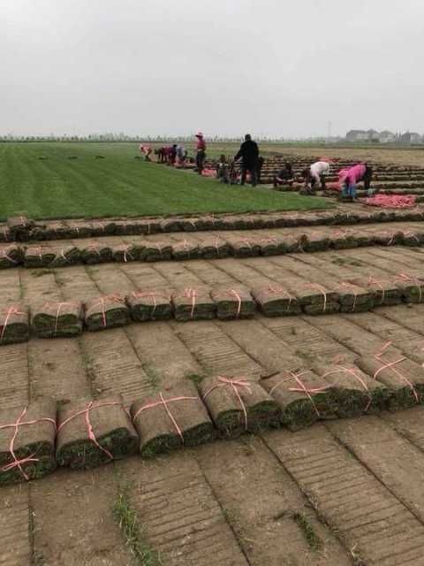 监利市 精品百慕大品种纯无杂草，长势旺密度高，机起带土厚成活率高
