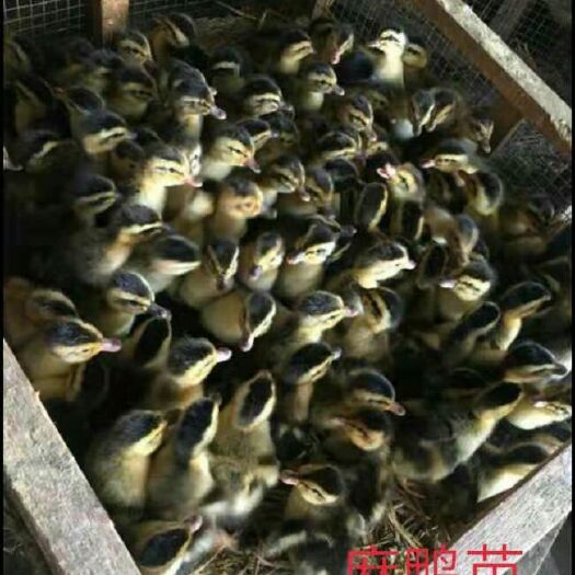 南宁 合浦麻鸭苗，鸭苗