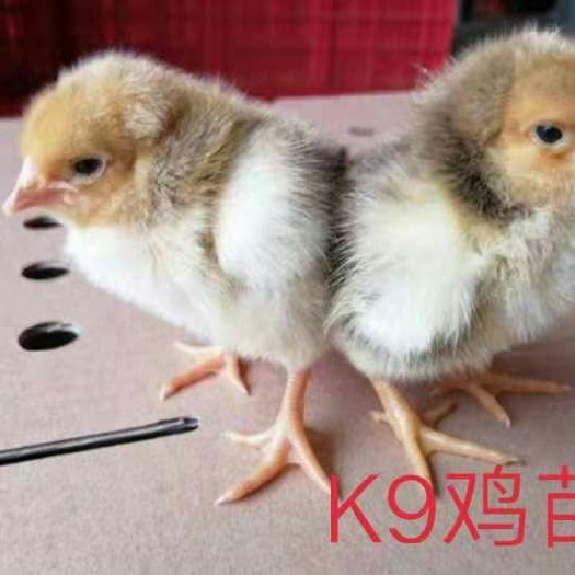 南宁 鸡苗K9.鸡苗