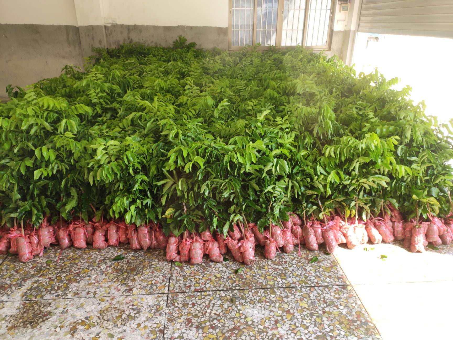 贵妃黄皮果苗 金蛋黄皮苗（原产地廉江市河唇镇风梢村）