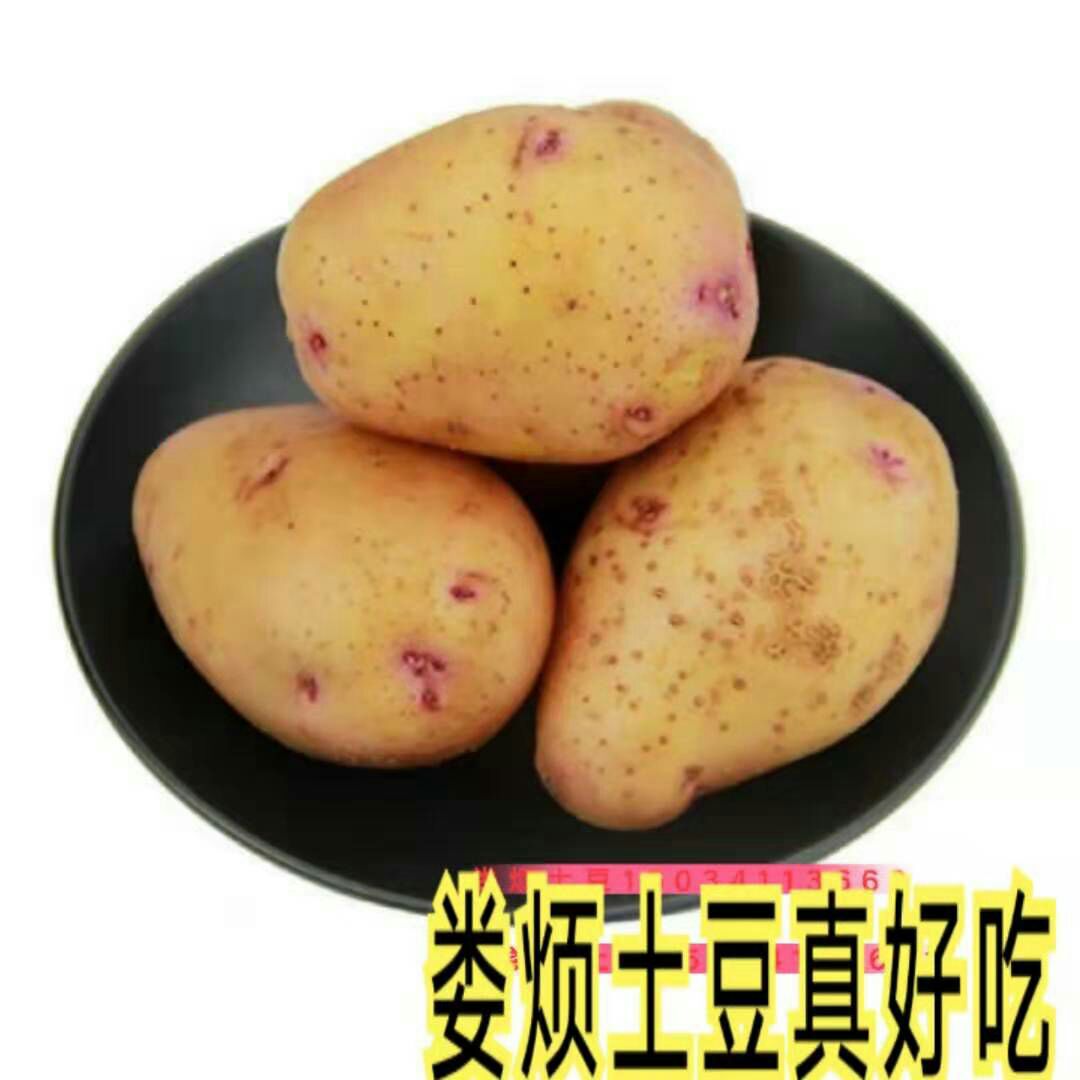  娄烦土豆