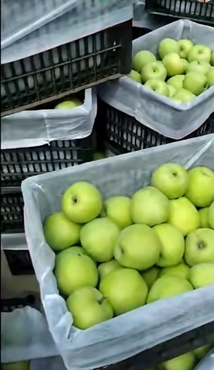  青苹果正在上市中