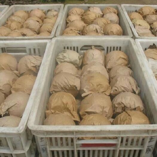 隰县丰水梨 70mm以上 200-250g
