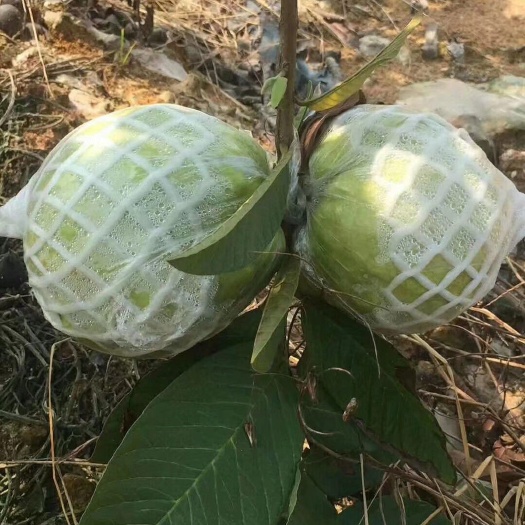 南宁 珍珠番石榴上市了