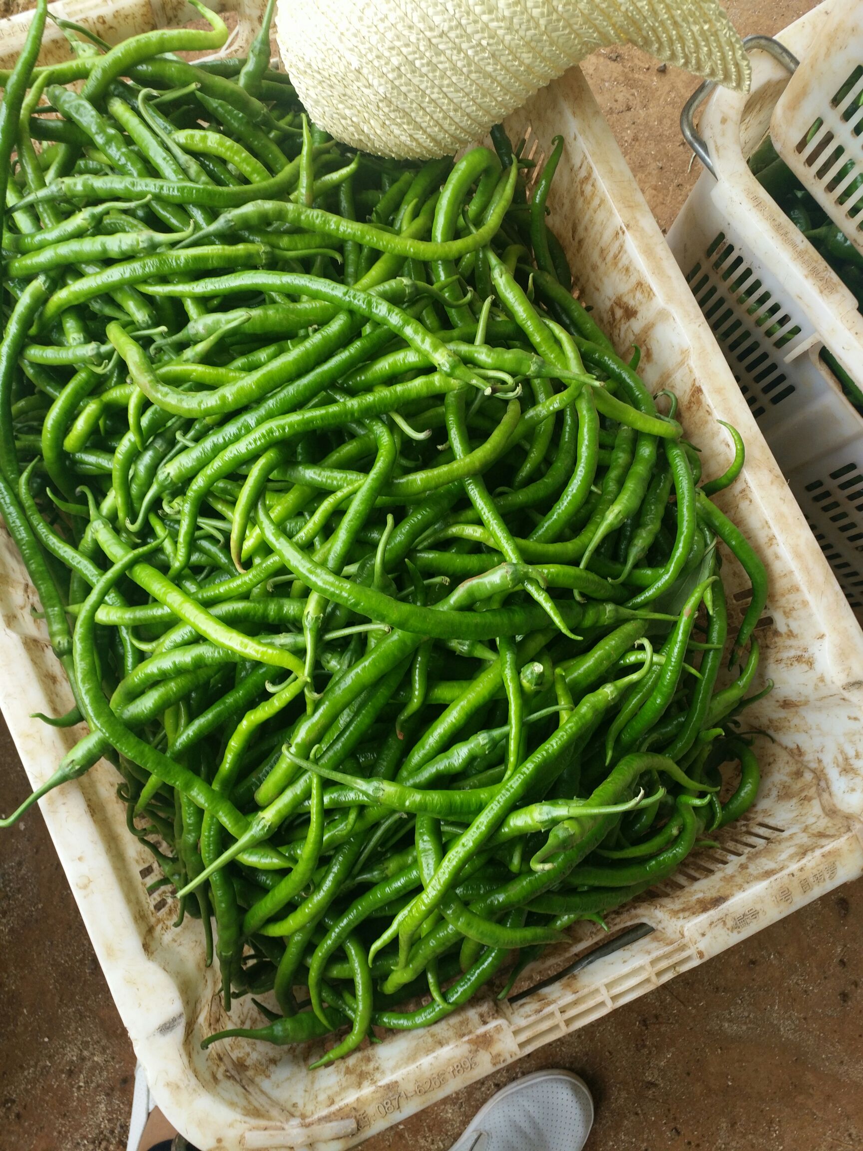 羊角椒 20cm以上 微辣 靑色
