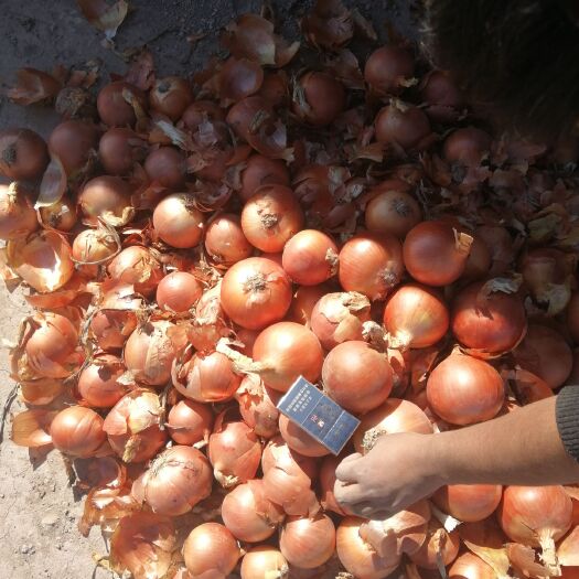 金昌 精品洋葱