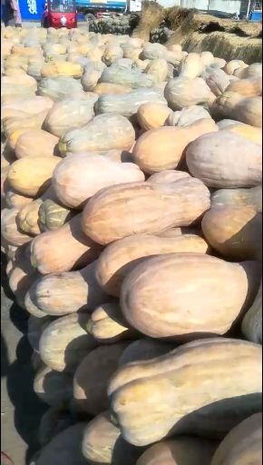嘉鱼县嘉鱼翔航蔬菜专业合作社蜜本南瓜产地直销